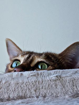 Cat peeking over blanket.