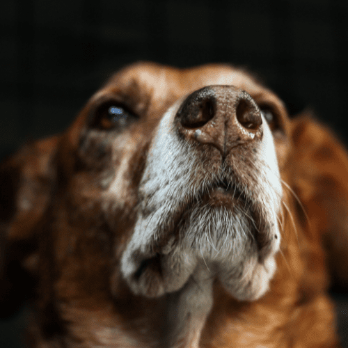 Close-up image of a brown adult dog
