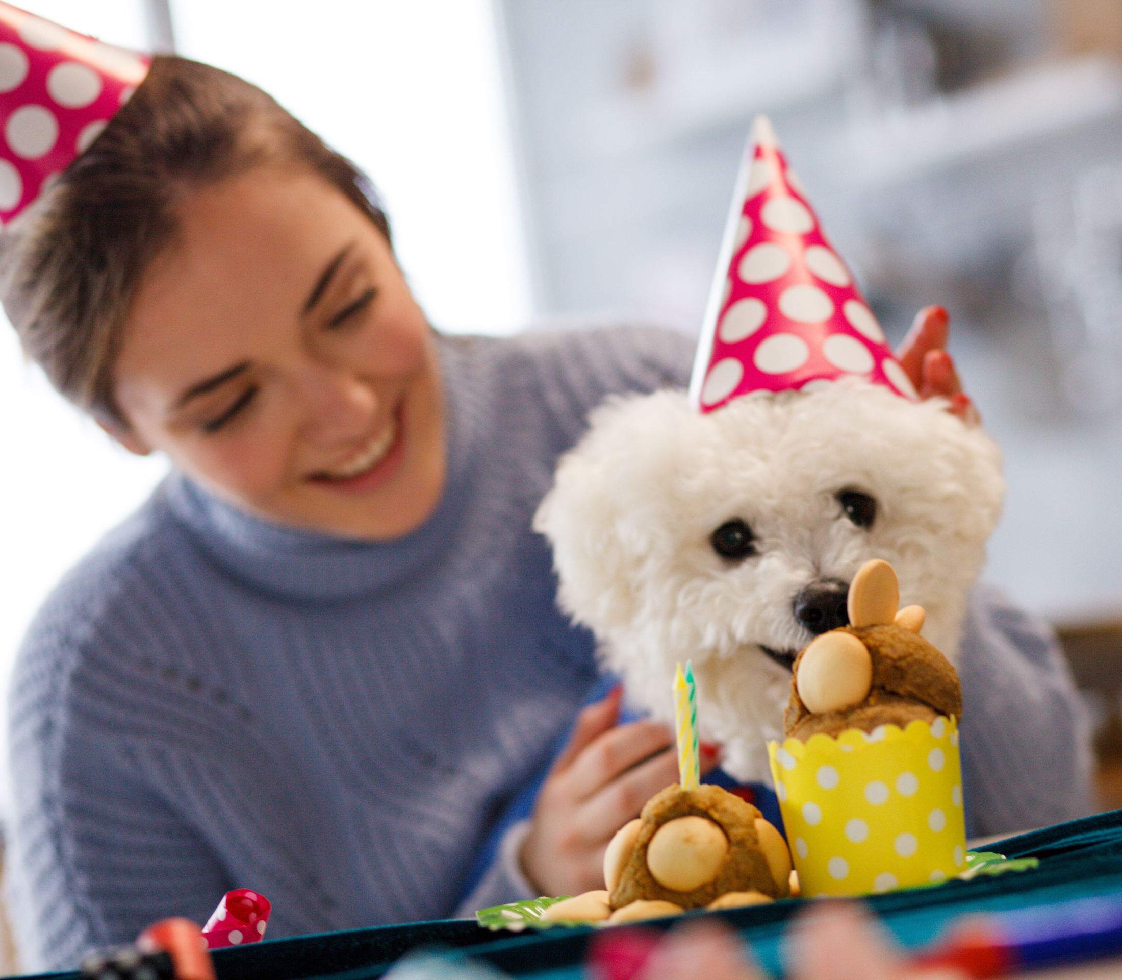 White Terrier with a polka dot party hat and a yellow cake with lady in blue shirt