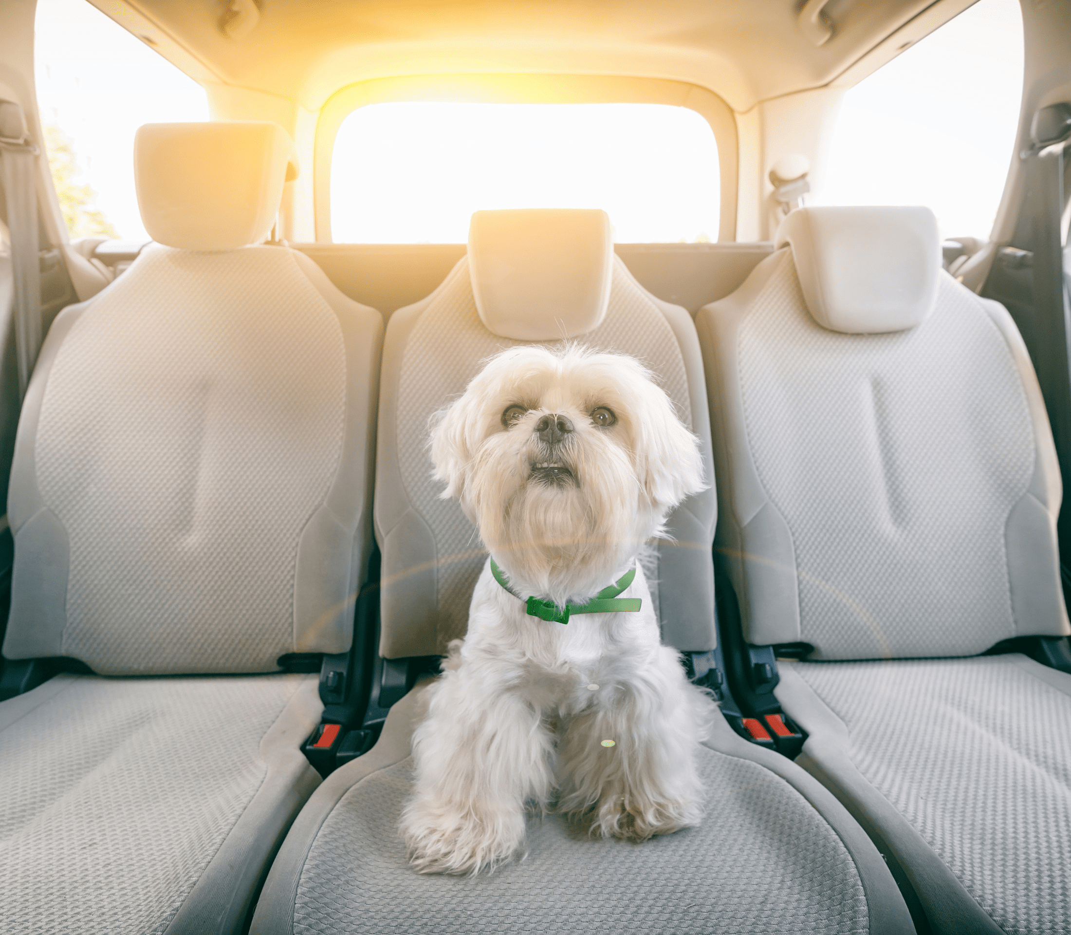 White terrier on a car seat