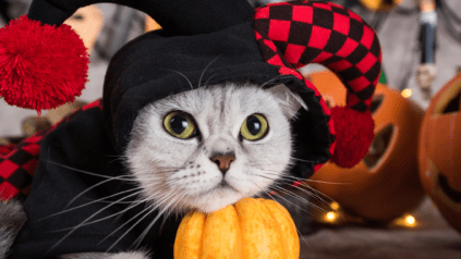 Kitten wearing a joker costume with a pumpkin on the side