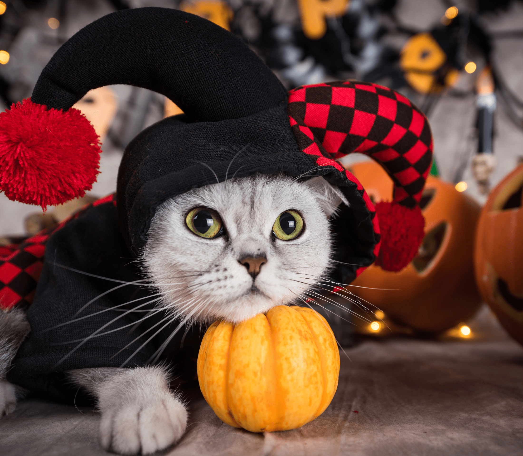 Kitten wearing a joker costume with a pumpkin on the side