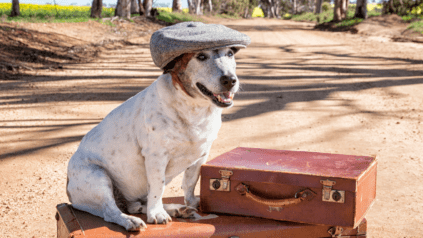 Dog standing on three old luggages