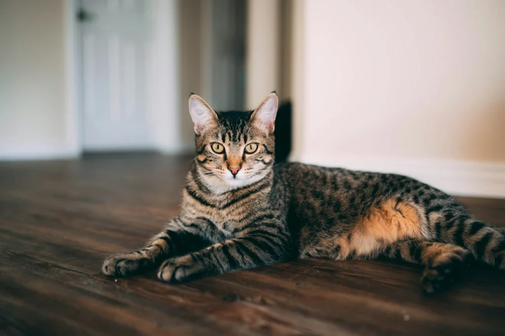 A brown tabby cat lying down on a dark wooden floor.