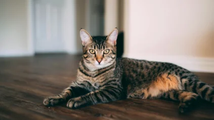 A brown tabby cat lying down on a dark wooden floor.