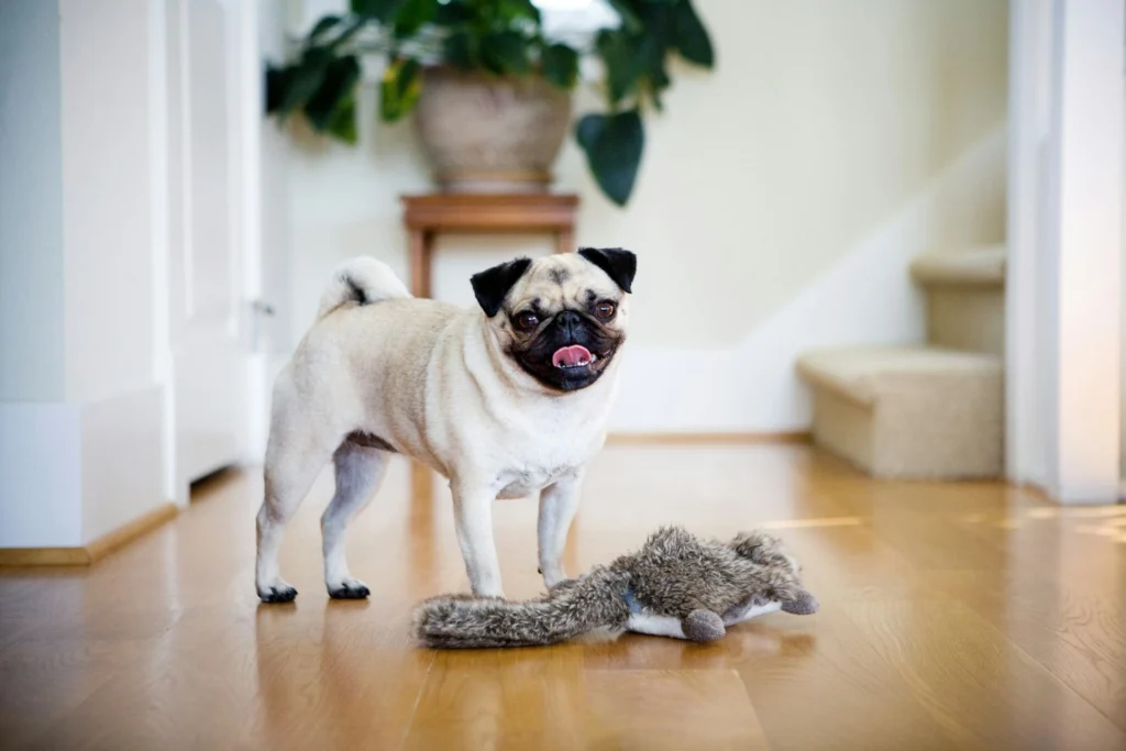 A pug standing on a floor with its tongue slightly out, next to a plush squirrel toy.