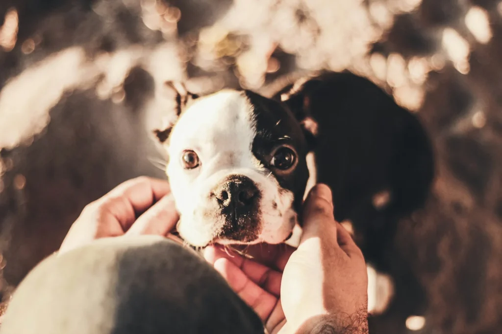 A shot of someone gently cupping the face of a Boston Terrier puppy.