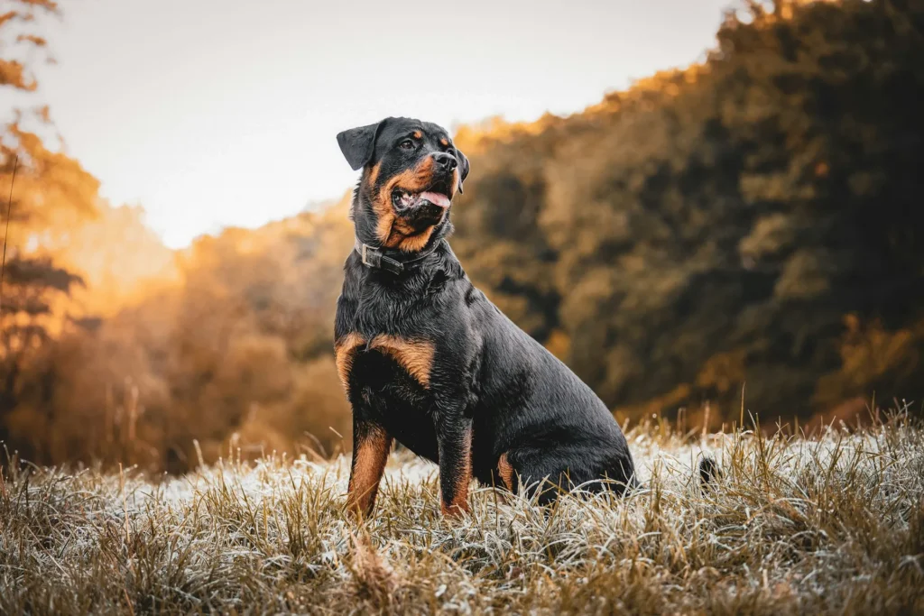 A Rottweiler sitting in a grassy, frost-covered field with its mouth slightly open.