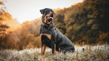 A Rottweiler sitting in a grassy, frost-covered field with its mouth slightly open.