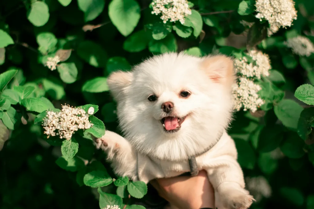 A Pomeranian puppy being held up next to a bush with green leaves and small white flowers.
