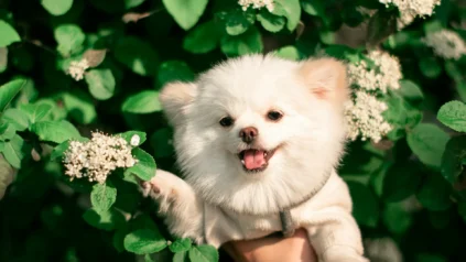 A Pomeranian puppy being held up next to a bush with green leaves and small white flowers.
