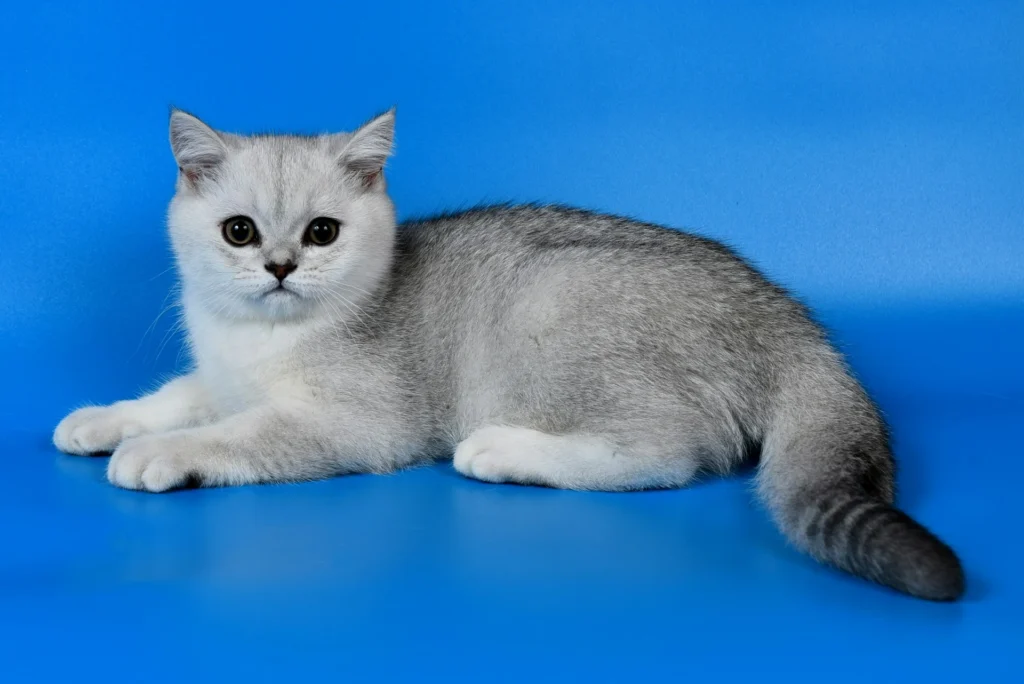 A British Shorthair kitten lying down against a solid blue background.
