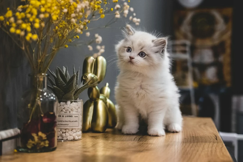 A white kitten sitting on a wooden tabletop.