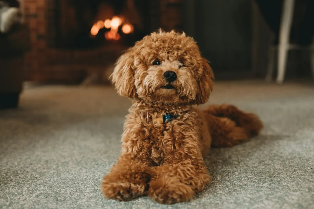 A doodle puppy lying down on a grey carpet blurry fireplace lit in the background.